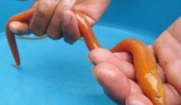 Nông dân liên tiếp bắt được lươn vàng hiếp gặp giá hàng chục triệu