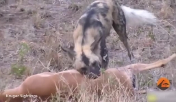Bị cắn thủng bụng, linh dương vẫn quyết chiến tới cùng với đàn chó hoang