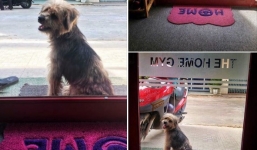 Chó bỗng dưng quay về tìm chủ cũ sau 3 năm bị bắt đi