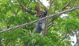 Nam thanh niên nghi 'ngáo đá' trèo lên ngọn cây, la hét suốt 5 giờ