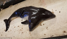 Ngư dân bắt được cá heo hai đầu hiếm thấy ở Hà Lan