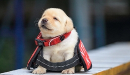 5 chú chó nhỏ 'siêu' dễ thương tham gia lực lượng cảnh sát 'đốn tim' cộng đồng mạng