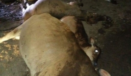 Sét đánh chết 5 con bò cột dưới sàn nhà, cả gia đình may mắn thoát nạn