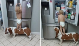Clip cậu bé thông đồng cùng chó cưng 'ăn vụng' hút triệu lượt xem