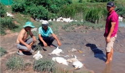 Xác minh nguyên nhân cá, vịt chết hàng loạt sau một đêm ở Quảng Nam