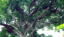  Cây “Ong thần” khổng lồ cho hàng tấn mật của người dân tộc Thái 