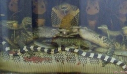 Rắn hổ mang chúa nặng 45 kg xuất hiện giữa thủ đô Hà Nội