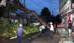 Xà cừ bật gốc trong mưa lớn, gây mất điện nhiều khu vực quận 7