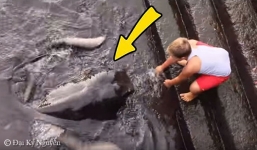 Điều bất ngờ xảy ra khi cậu bé bước xuống cho loài động vật nguy hiểm ăn