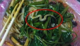 Hoảng hồn thấy rắn nổi lềnh phềnh trong bát mì đang ăn
