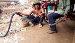 Nghệ An: Công nhân bắt được rắn hổ mang chúa khủng hơn 5kg