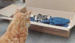 Vợ sinh 6, mèo đực sốt sắng tới thăm con, nhưng rồi lại chỉ biết câm lặng đứng nhìn từ xa