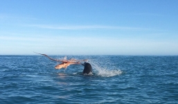 Đại chiến kinh hoàng giữa bạch tuộc khổng lồ và hải cẩu