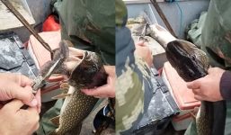 Câu được con cá lớn, người đàn ông giật mình thấy cảnh tượng này