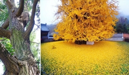 Loài cây bí ẩn thách thức cả bom nguyên tử nổ vẫn không thể chết