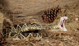 Người đàn ông quyết chiến với rắn cực độc và cái kết