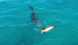 Rùa lắc mình thoát cú đớp tử thần của cá mập