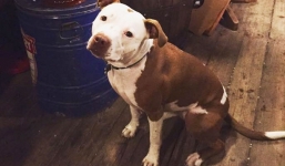 Thú vị chuyện thị trấn 4 lần bầu chó làm thị trưởng