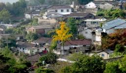 Bố chồng Hàn Quốc đâm chết con dâu người Việt vì không đưa tiền