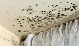 Nếu dấu vết này xuất hiện trong nhà bạn, cần xử lý ngay và luôn trước khi hậu quả đáng tiếc xảy ra