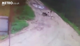 Bảo vệ thường xuyên cho đàn chó hoang ăn, cuối cùng chúng lấy oán trả ơn ăn thịt lại ông