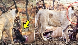 Sư tử cái phát hiện con mồi mình vừa giết đang mang bầu, điều mà nó làm sau đó khiến ai cũng kinh ngạc