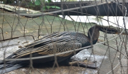 Người dân bắt được chim cổ rắn quý hiếm