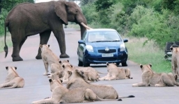 Trên đường đi sinh, thai phụ bị 12 con sư tử bao vây chặn đường