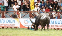Trâu húc chết chủ, Bộ Văn hóa đề nghị dừng lễ hội chọi trâu Đồ Sơn