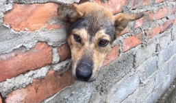 Chàng trai đục tường giải cứu chú cún mắc kẹt hơn 20 phút: 'Thoát ra ngoài được, nó mừng lắm!'