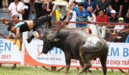 Lãnh đạo UBND quận Đồ Sơn mong tiếp tục được tổ chức chung kết chọi trâu