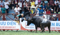 Vụ trâu chọi húc chết chủ: Công bố kết quả kiểm tra chất kích thích