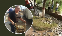Xe chở cá bị lật, người dân hò nhau đi cướp