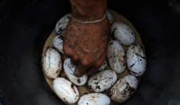 Từ trang trại đến nhà máy: Những hình ảnh rùng rợn về ngành công nghiệp nuôi cá sấu Thái Lan