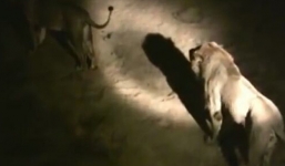 Bị sư tử bao vây, thai phụ sinh con trên xe cấp cứu