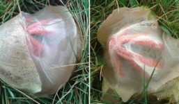 Thấy vật thể lạ xuất hiện trong vườn nhà, cô gái không ngờ mình gặp được thứ hiếm thấy