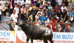 Chủ trâu tự chịu nếu bị trâu húc chết, BTC không có trách nhiệm?