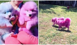 Hết khả năng kiếm tiền, chú chó bị chủ bỏ rơi đến chết trong rừng