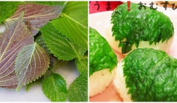 Chuyện loại lá có sẵn 'trong vườn của mẹ' vừa được người Nhật 'cấp visa' và bài học cho nông sản Việt