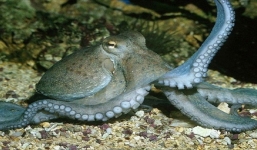 Bé trai 6 tuổi nhập viện nguy kịch vì bị mực tua cắn