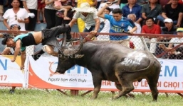 Vụ trâu chọi Đồ Sơn húc chết chủ: Hủy bỏ tổ chức đấu loại