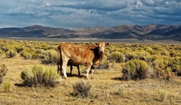 Có thể bạn không tin: Con bò này chính là tương lai của nhân loại