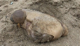 Phát hiện sinh vật lạ không mắt, miệng, chỉ có hai khối u ở bờ biển California