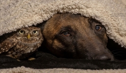 Tình bạn không biên giới giữa chó và cú mèo khiến hàng triệu con tim sửng sốt