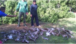 Cây cổ thụ đột nhiên bật rễ, hiện trường sau đó gây xôn xao dư luận