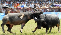 Chi gần 300 triệu lấy giải 100 triệu nhưng chủ trâu vẫn có lãi 