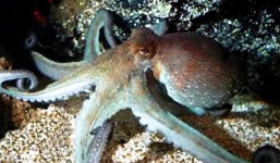 Bạch tuộc cắn tử vong người phụ nữ tại Thừa Thiên Huế