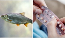 Cá đực 'chuyển giới', đẻ được trứng chỉ vì ngấm thuốc tránh thai của con người