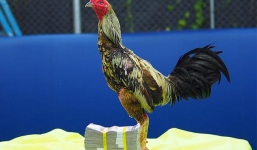 Cư dân mạng xôn xao con gà chọi trị giá hơn 600 triệu