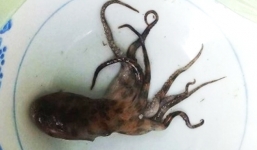 Vụ ngư dân tử vong do bạch tuộc cắn: Gia đình từ chối xét nghiệm bạch tuộc